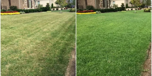 Lawn Care Program, Lawn Fertilization, Weed Control, Aeration