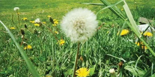 Lawn Care Program, Lawn Fertilization, Weed Control, Aeration